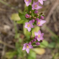 Common Centaury